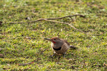 Naklejka na ściany i meble a woodpecker resting on the grass field in the park searching for food