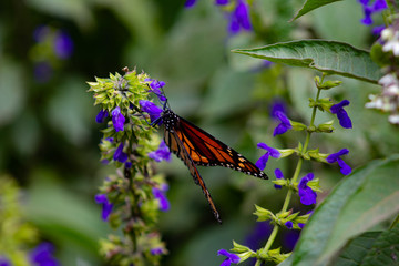 Mariposa monarca posada en flores lilas fondo verde