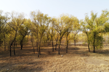 Forestry scenery, aerial photographs