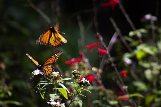 Mariposas monarcas posadas sobre ramas