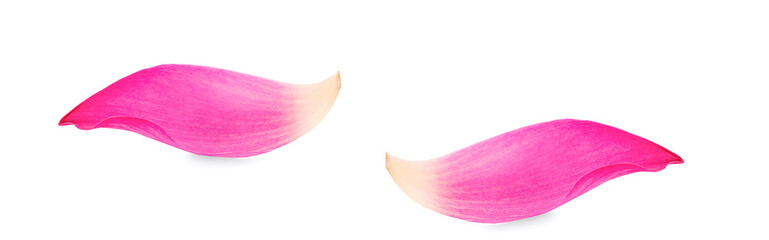 Pink lotus lobes isolated on a white background