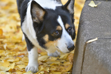 黄色いイチョウの絨毯の上のトライカラーコーギー（ブラックヘッド）