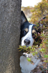 木の横から顔を覗かせるトライカラーコーギー（ブラックヘッド）