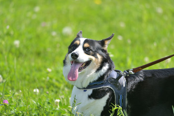 撮影者の愛犬、トライカラーコーギー（ブラックヘッド）