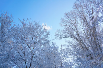 The sky and branches after the snow