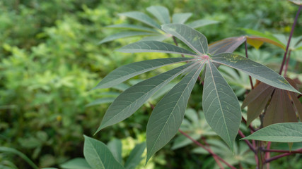 Cassava leaves, one of the plants that is easily cultivated with leaves and tubers that can be eaten