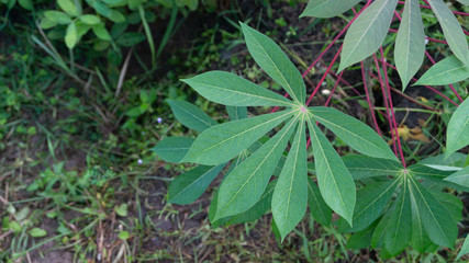 Cassava leaves, one of the plants that is easily cultivated with leaves and tubers that can be eaten