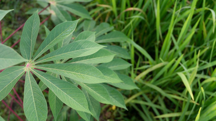 Cassava leaves, one of the plants that is easily cultivated with leaves and tubers that can be eaten