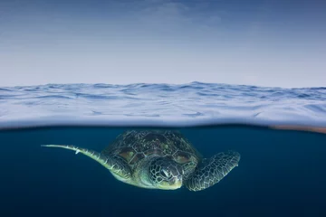 Gordijnen Green Sea Turtle underwater and sky. Over under split photo  © Richard Carey