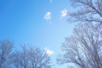 The sky and branches after the snow