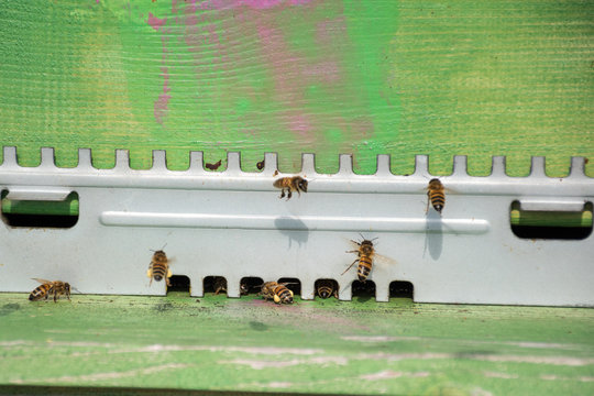 Beehive for honey production. European bee (apis mellifera) foraging bee returning to the hive with its legs full of pollen.