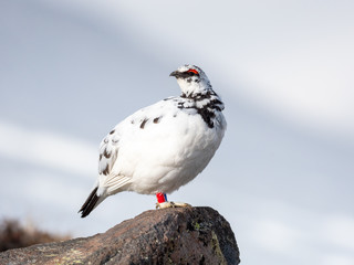 Fototapeta premium 日を仰ぐ雷鳥