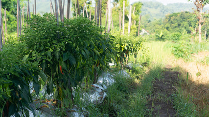 Chili cultivation, one of agriculture with good business value. Looks fertile with maximum care