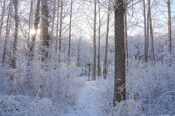 Woods after snow