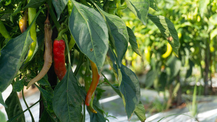 The chilli rot and fall because of pests. Spraying treatment must be done every day so as not to be...