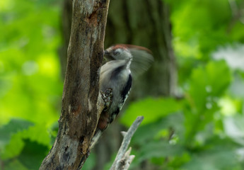 巣作りをするアカゲラ