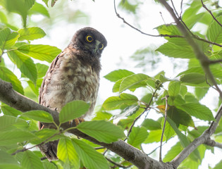 アオバズクのヒナ