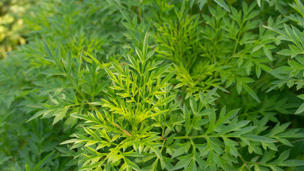 Kenikir, tropical plants that are easy to grow. Kenikir is one of the vegetables category plants, usually processed as a traditional Asian food salad
