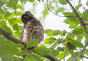 首を傾げるアオバズクのヒナ