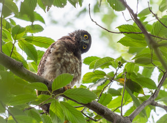 首を傾げるアオバズクのヒナ