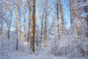 Fototapeta na wymiar Woods after snow