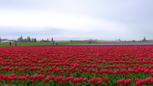 Beautiful Scenery Of Garden Field Full Of Red Tulips In Netherlands -wide shot