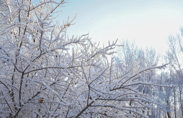 The sky and branches after the snow