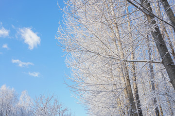 The sky and branches after the snow