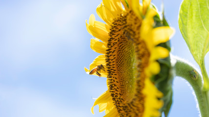 ヒマワリの花粉集めをするミツバチ