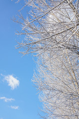 The sky and branches after the snow