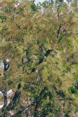 Trees and wood leggings of trees Illustrations creates an impressionist style of painting.
