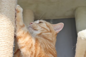 爪とぎ大好き猫アメリカンショートヘアー