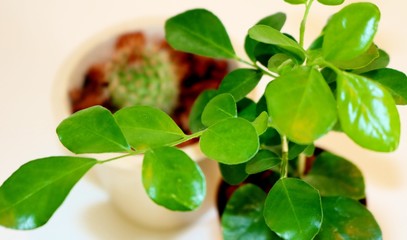 観葉植物　緑　葉　屋内　癒し