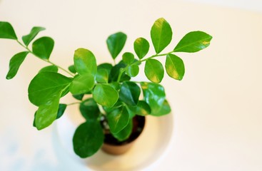 観葉植物　緑　葉　屋内　癒し