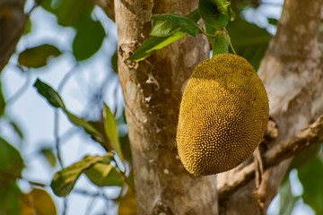 Wild Jackfruit Tree