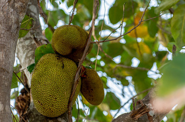 Wild Jackfruit Tree