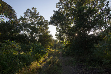 tree II