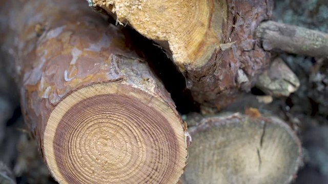 26551_The_cut_lines_of_the_trunks_of_the_trees_in_Estonia.mov