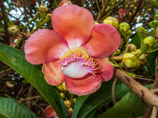 A flower of a couroupita guianensis, known as a cannonball tree at SIngapore Botanic Gradens..  It is a deciduous tree in the family Lecythidaceae. 