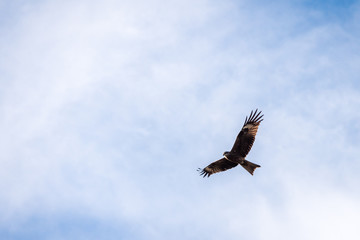 Fototapeta premium High flying falcon in the sky looking for food.