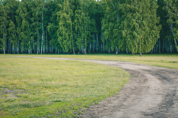 Group of white birches with fluffy branches grow in the distance near the road.