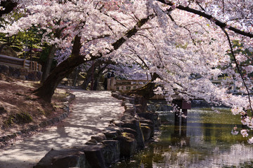 Obraz na płótnie Canvas 桜と木漏れ日