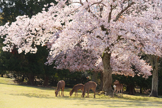 春の奈良公園