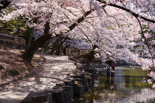 桜と木漏れ日