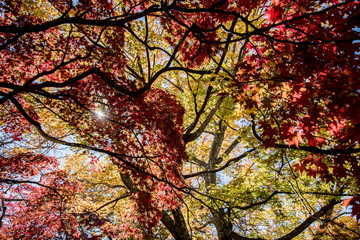 山梨 紅葉