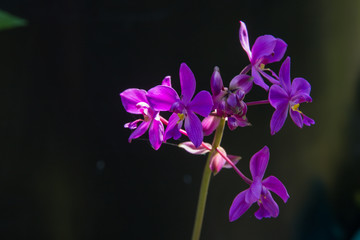 Fototapeta na wymiar orchid black background