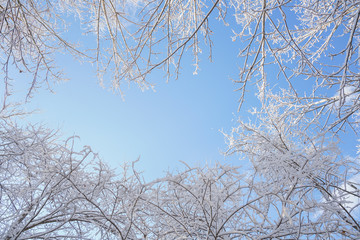 Branches after snow and clear sky
