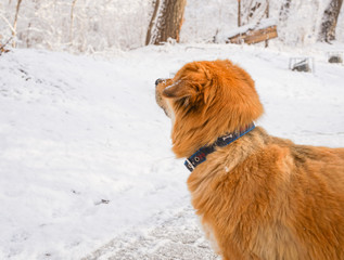 Yellow dog in the snow