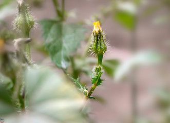 flower in spring