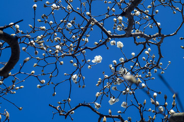 青空に映えるモクレンの花